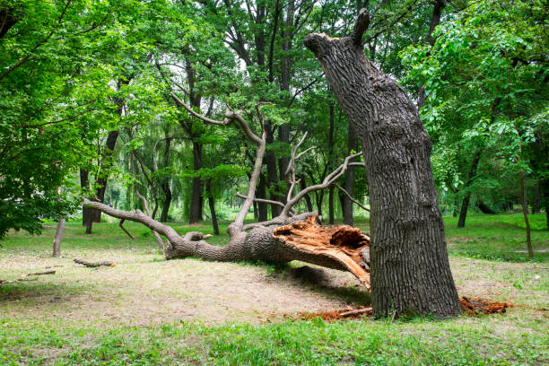 Best Tree Trimming and Pruning  in Wellston, MO