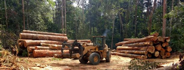 How Our Tree Care Process Works  in  Wellston, MO