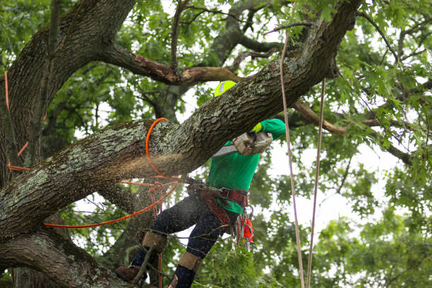 Best Tree Risk Assessment  in Wellston, MO