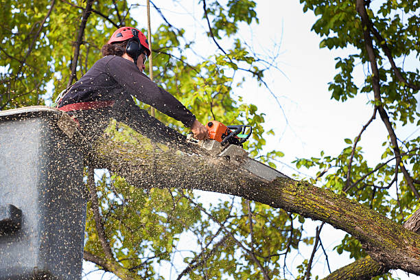 Best Tree Health Inspection  in Wellston, MO